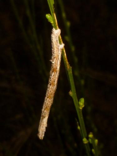 Perconia strigillaria