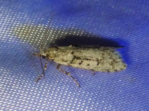 Réf. 180 275 : Diurnea fagella