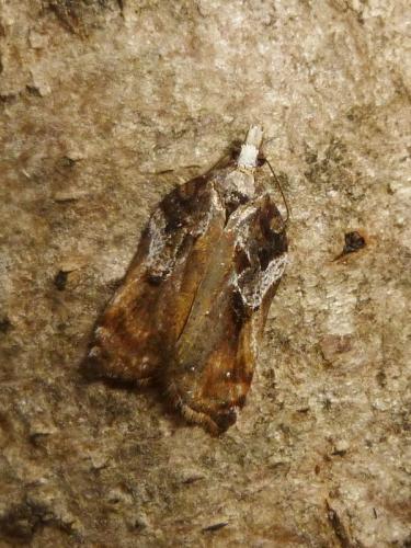 Acleris cristana