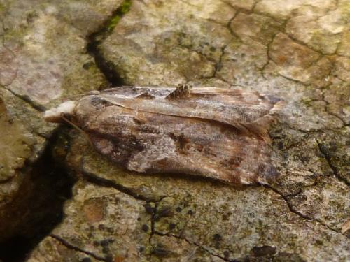 Acleris sp.