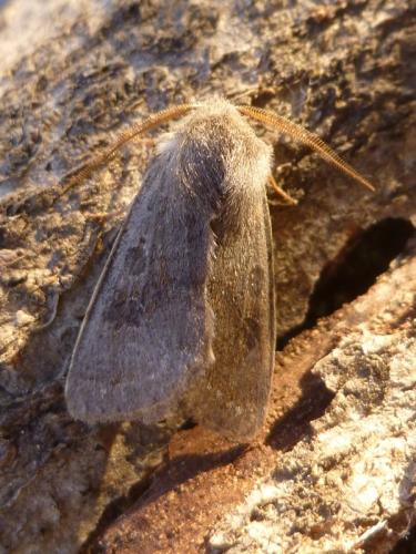 Réf. 180 272 : Orthosia populeti