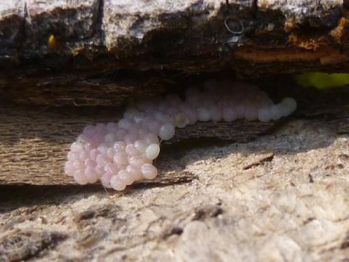 Réf. 180 515 : Conistra erythrocephala