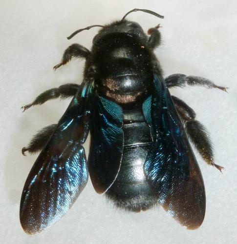 Xylocopa violacea