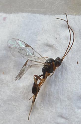Réf. 180 322 : Mesochorus sp.