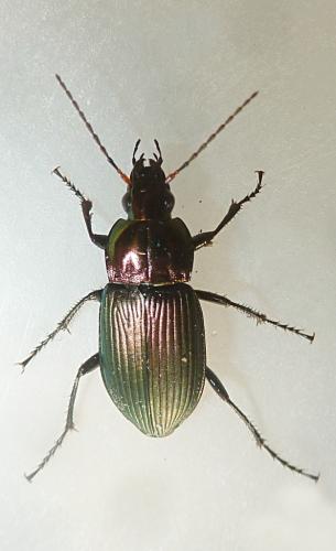Poecilus cupreus