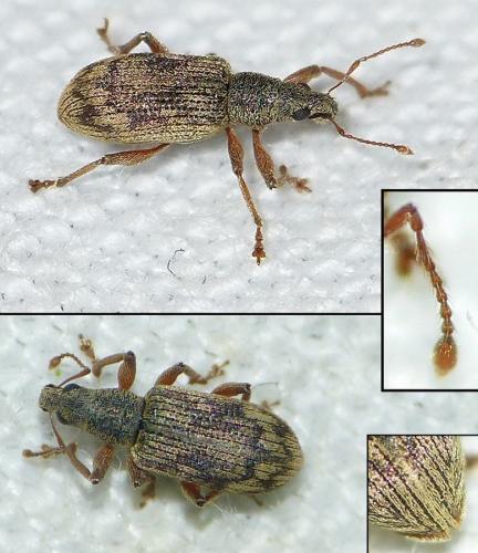 Réf. 180 417 : Polydrusus tereticollis