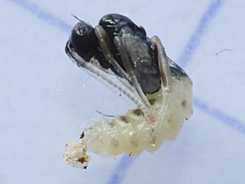 Réf. 180 064 : Orthopelma mediator
