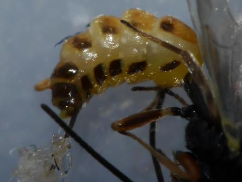 Orthopelma mediator