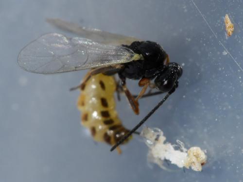 Réf. 180 066 : Orthopelma mediator