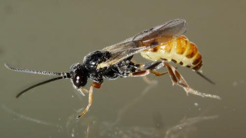 Orthopelma mediator