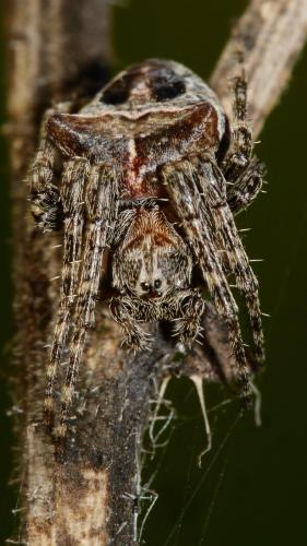 Réf. 180 687 : Gibbaranea bituberculata