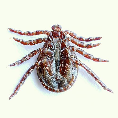 Réf. 180 730 : Dermacentor reticulatus