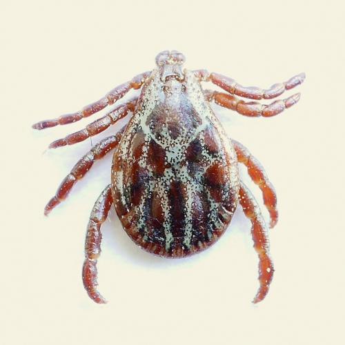 Réf. 180 729 : Dermacentor reticulatus