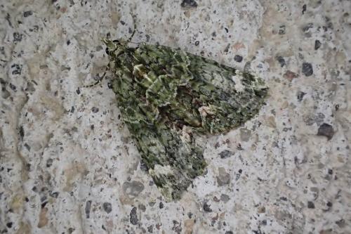 Réf. 180 068 : Chloroclysta siterata
