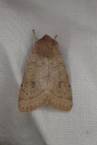 Orthosia cerasi
