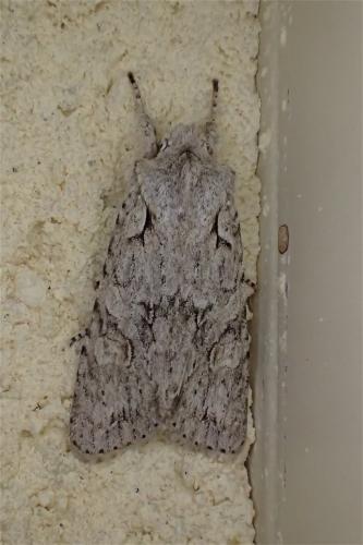 Réf. 180 248 : Lithophane ornitopus