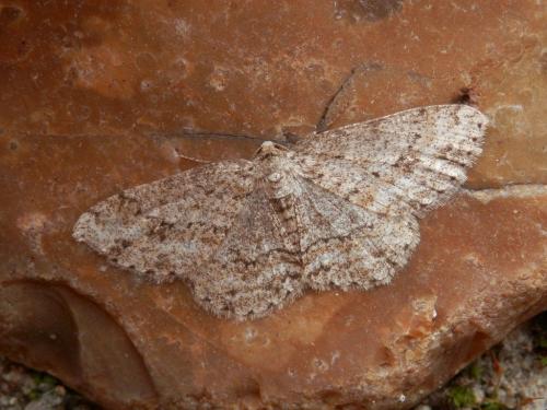 Ectropis crepuscularia