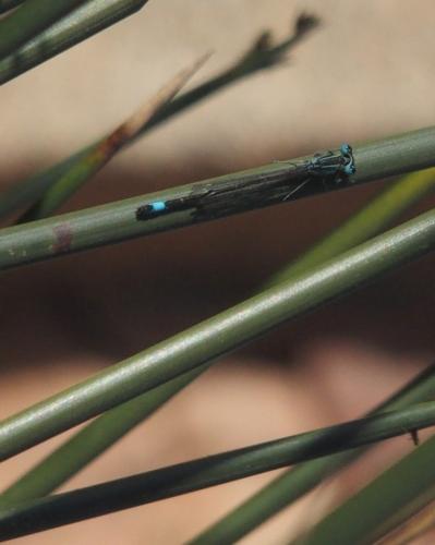 Ischnura graellsii
