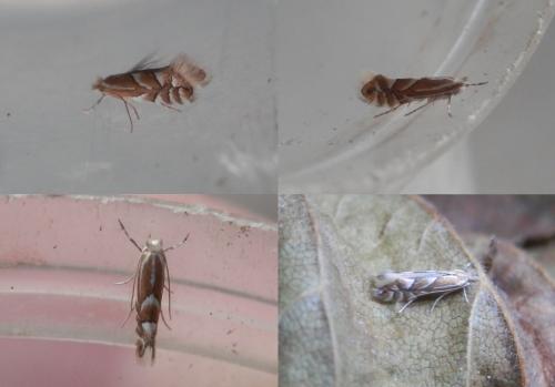 Réf. 180 183 : Phyllonorycter coryli
