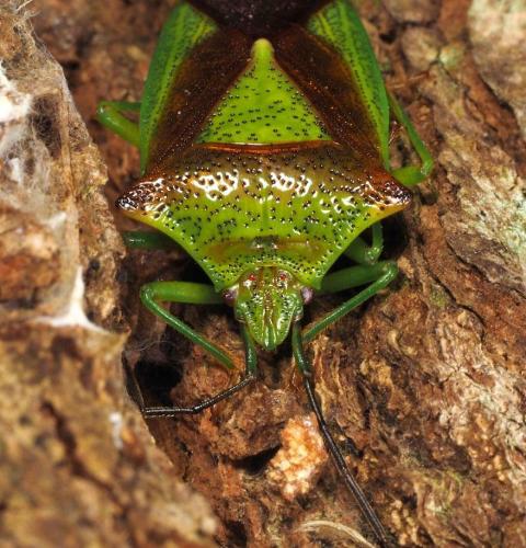 Acanthosoma haemorrhoidale haemorrhoidale