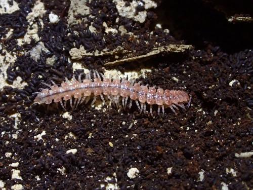 Polydesmus sp.