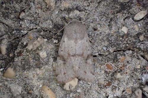 Réf. 180 663 : Orthosia incerta