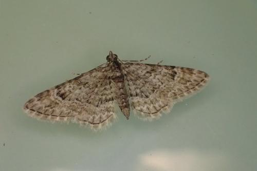 Gymnoscelis rufifasciata