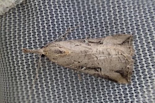 Réf. 180 703 : Hypena rostralis