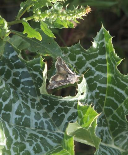 Autographa gamma