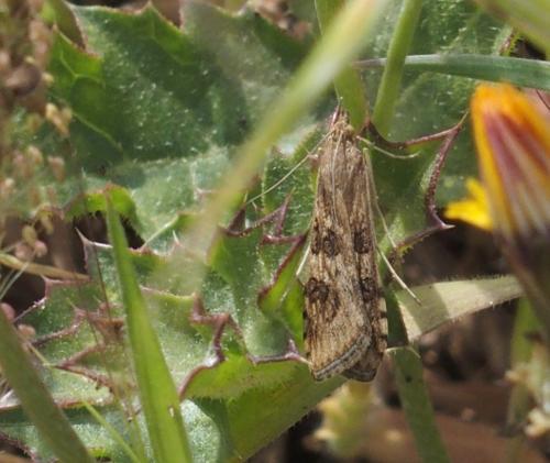 Nomophila noctuella