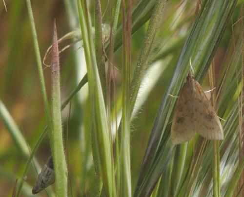 Udea ferrugalis