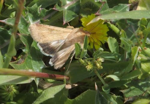 Helicoverpa armigera
