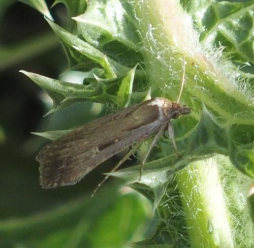 Réf. 180 588 : Tathorhynchus exsiccata