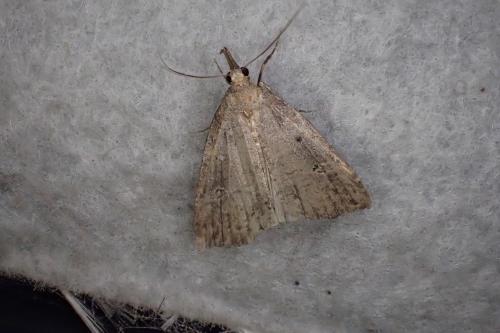 Hypena rostralis