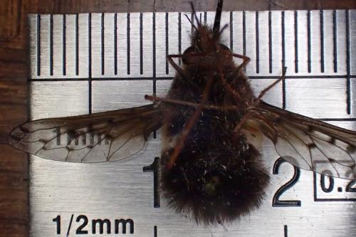 Bombylius discolor