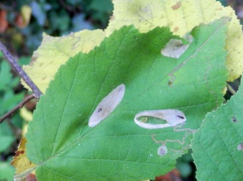 Réf. 180 180 : Phyllonorycter coryli