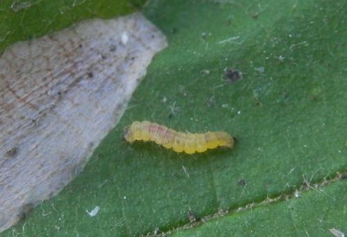 Réf. 180 182 : Phyllonorycter coryli