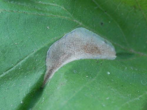 Réf. 180 181 : Phyllonorycter coryli