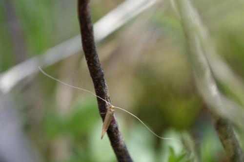 Nematopogon sp.