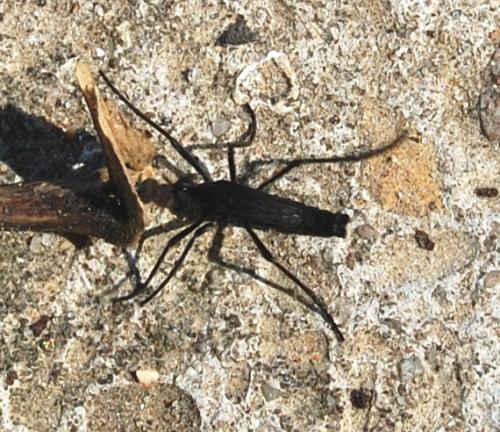 Penthetria funebris