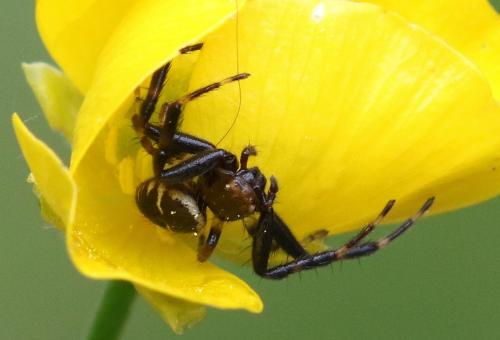 Réf. 180 555 : Synema globosum