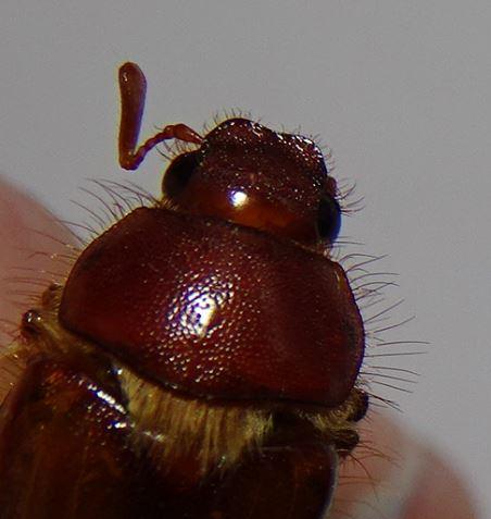 Rhizotrogus cicatricosus