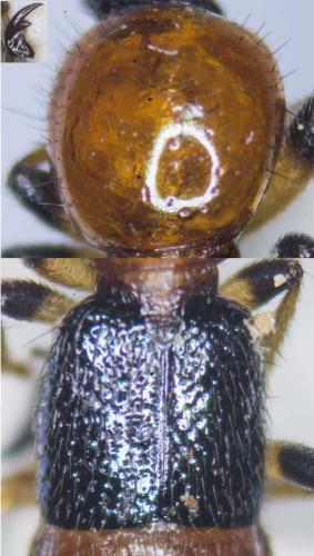 Réf. 180 268 : Paederus littoralis