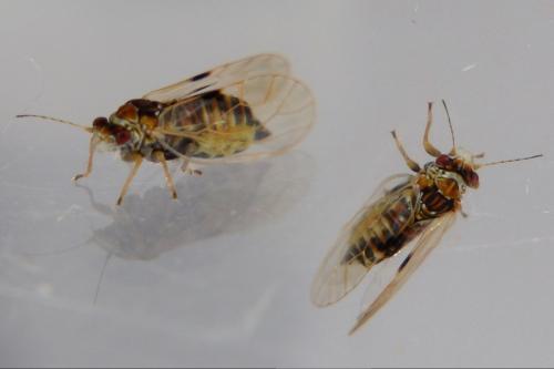 Cacopsylla sp.