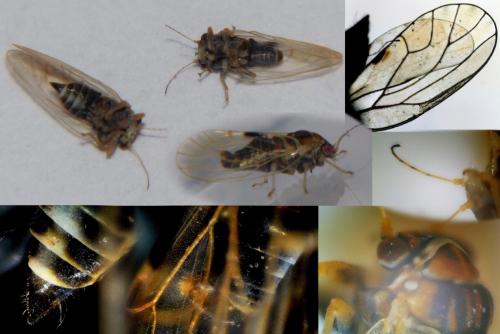 Cacopsylla sp.