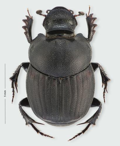 Onthophagus verticicornis