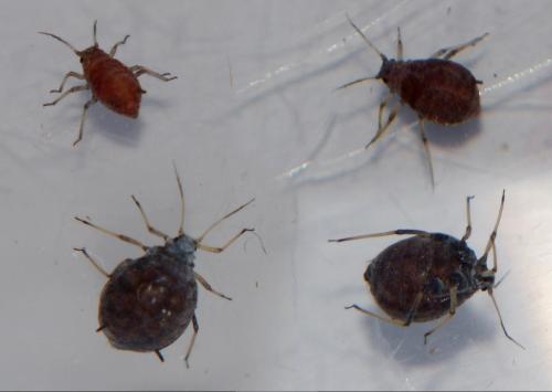 Dysaphis pyri