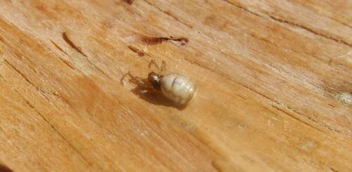 Réf. 180 977 : Hypsosinga albovittata
