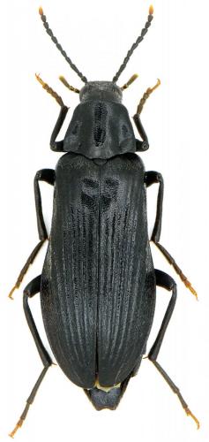 Melandrya dubia