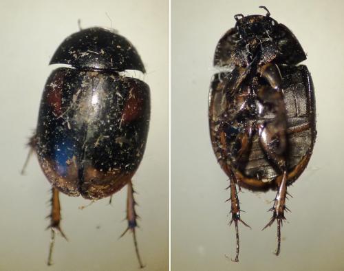 Réf. 180 589 : Sphaeridium sp.
